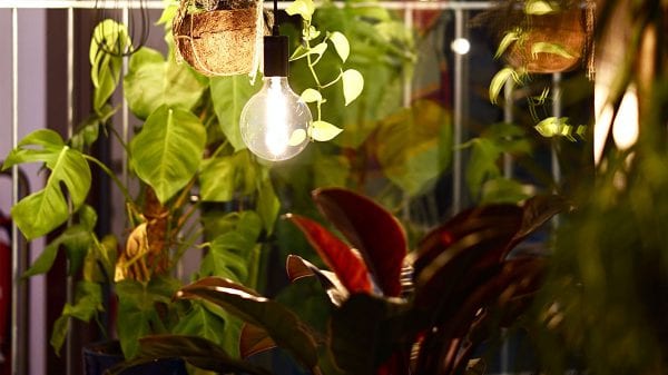 Pflanzen, die wenig Licht brauchen