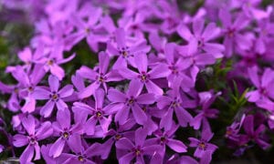 Polsterphlox lila