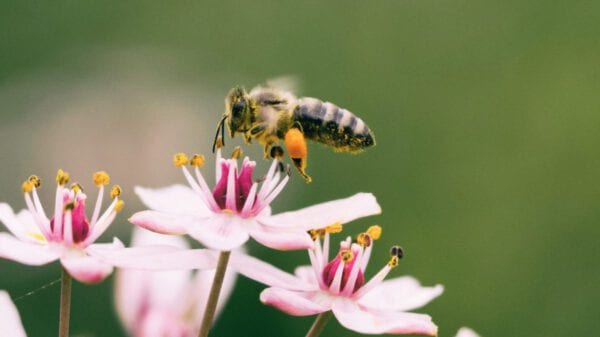 Bienenfreundliche Blumen