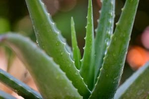 Verbildlichung der Aloe Vera Pflanze