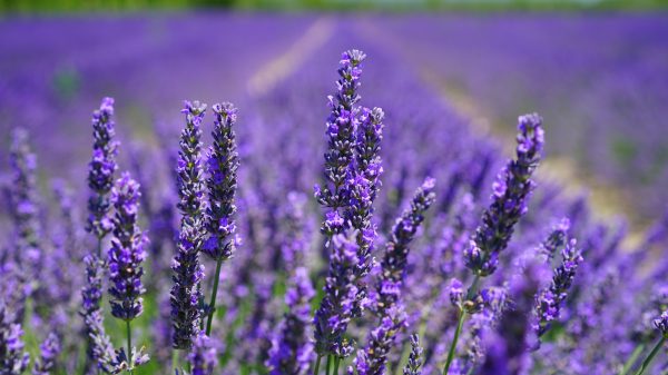 Lavendel-Feld